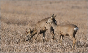<p>SRNEC OBECNÝ (Capreolus capreolus) Šluknovsko - Jiříkov /European roe deer - Reh/</p>